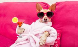 Pricing transparency is essential for pet franchises